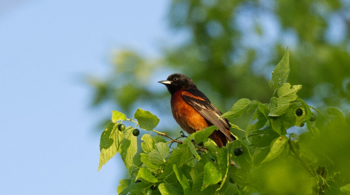 Orchard Oriole - ML619413161