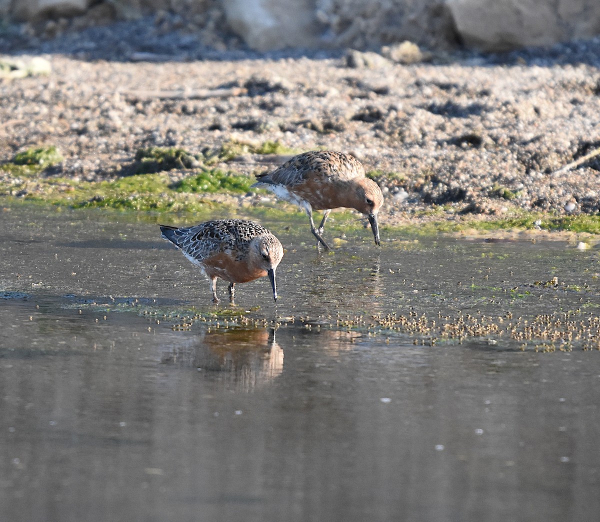 Red Knot - ML619413189