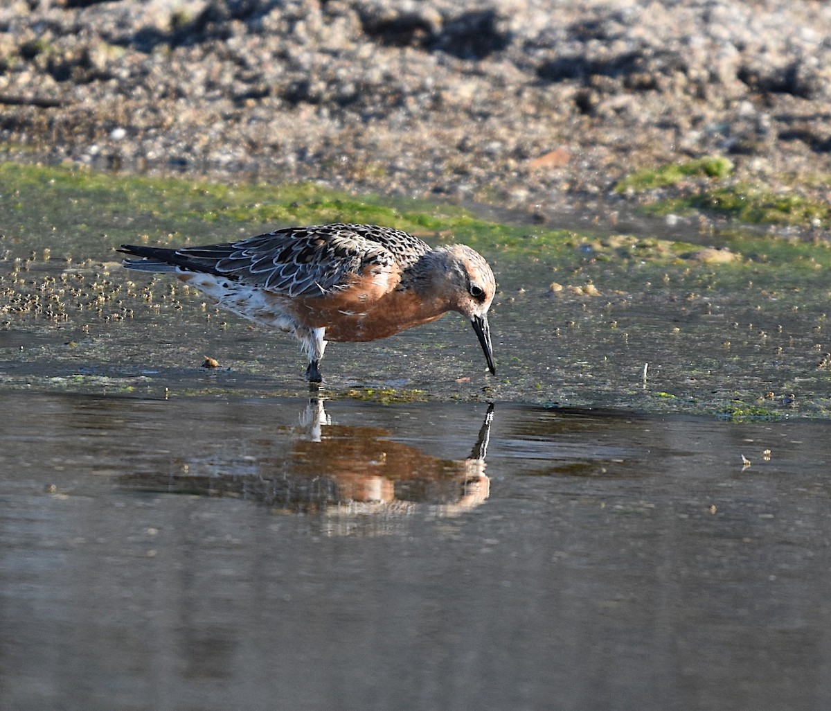 Red Knot - ML619413230