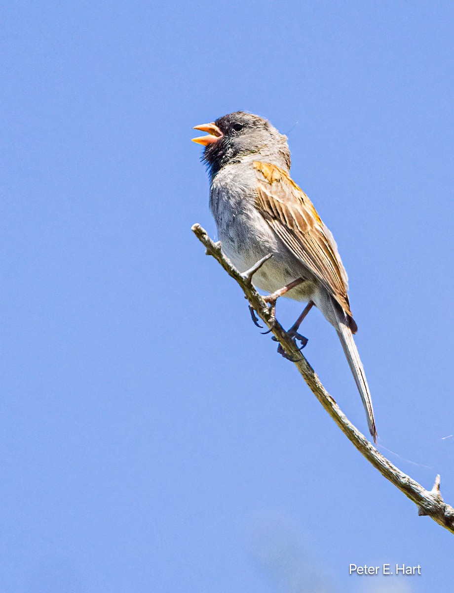 Black-chinned Sparrow - ML619413252