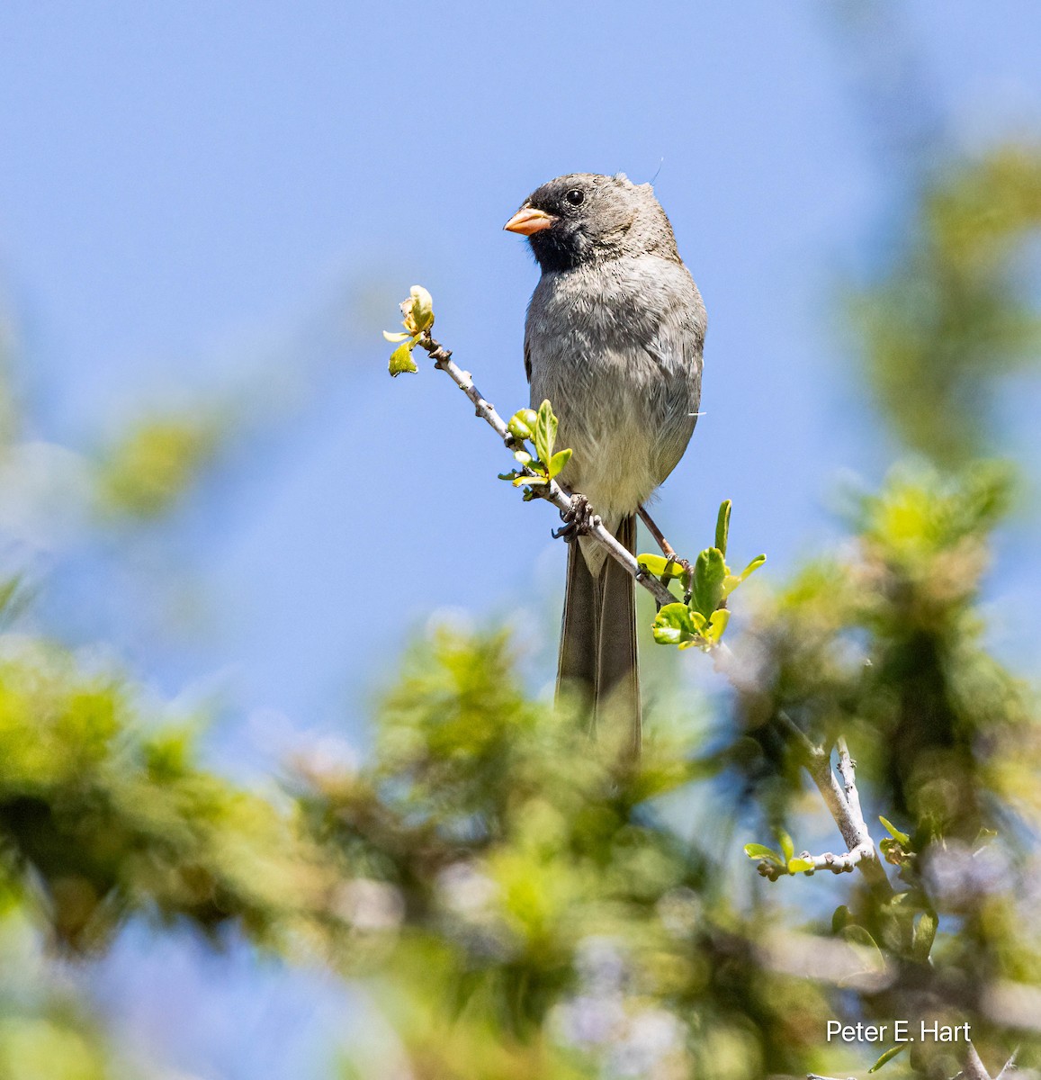 Black-chinned Sparrow - ML619413253