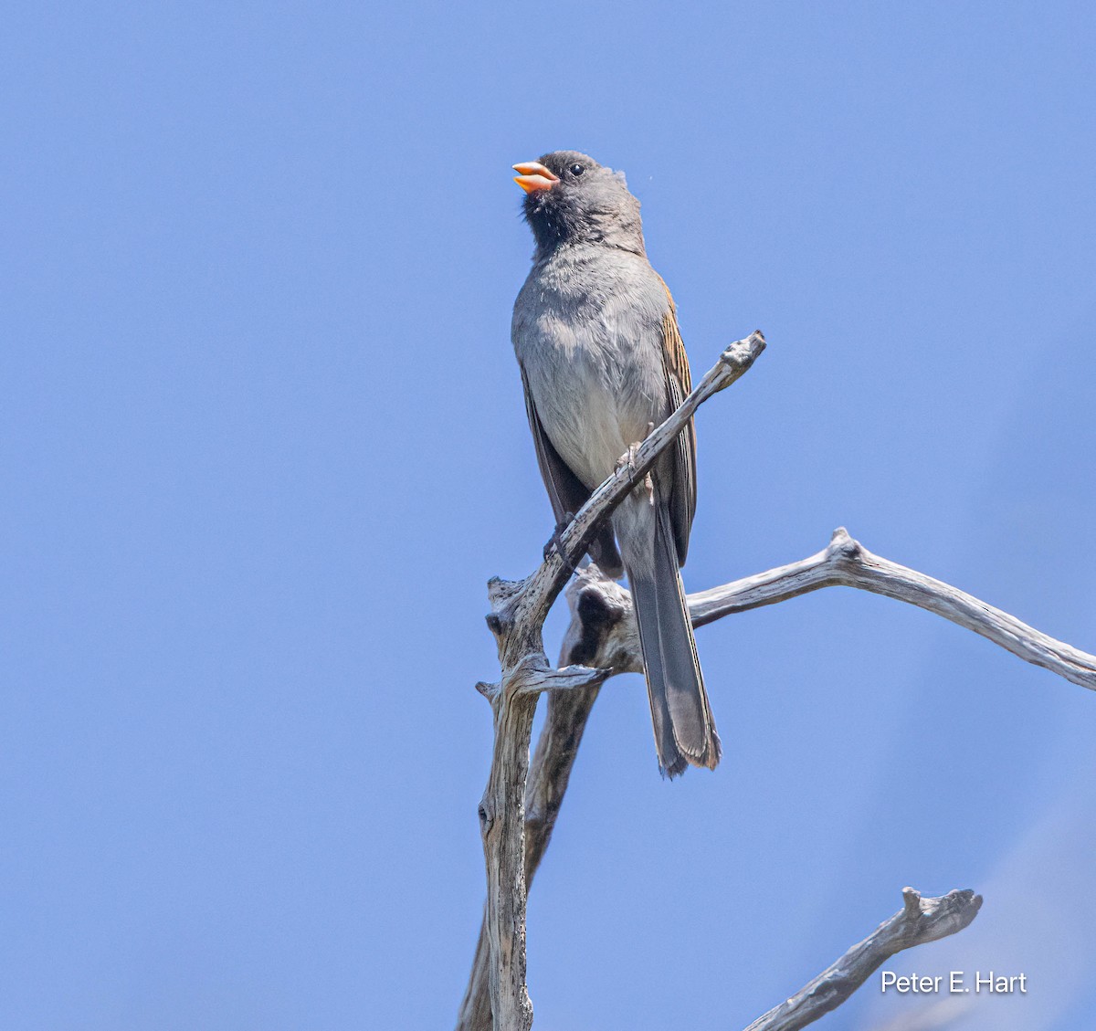 Black-chinned Sparrow - ML619413254