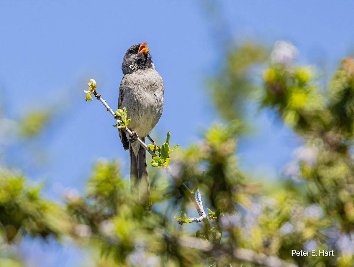 Black-chinned Sparrow - ML619413256