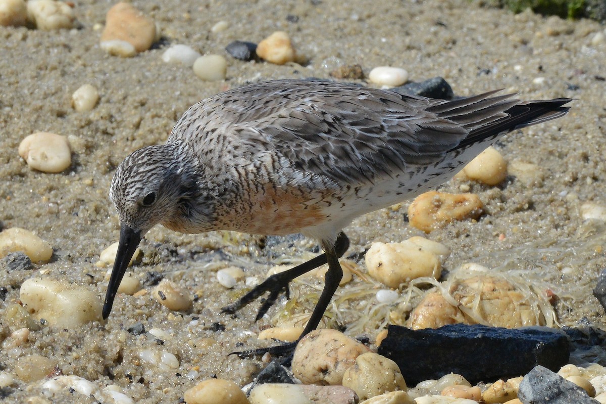 Red Knot - ML619413311