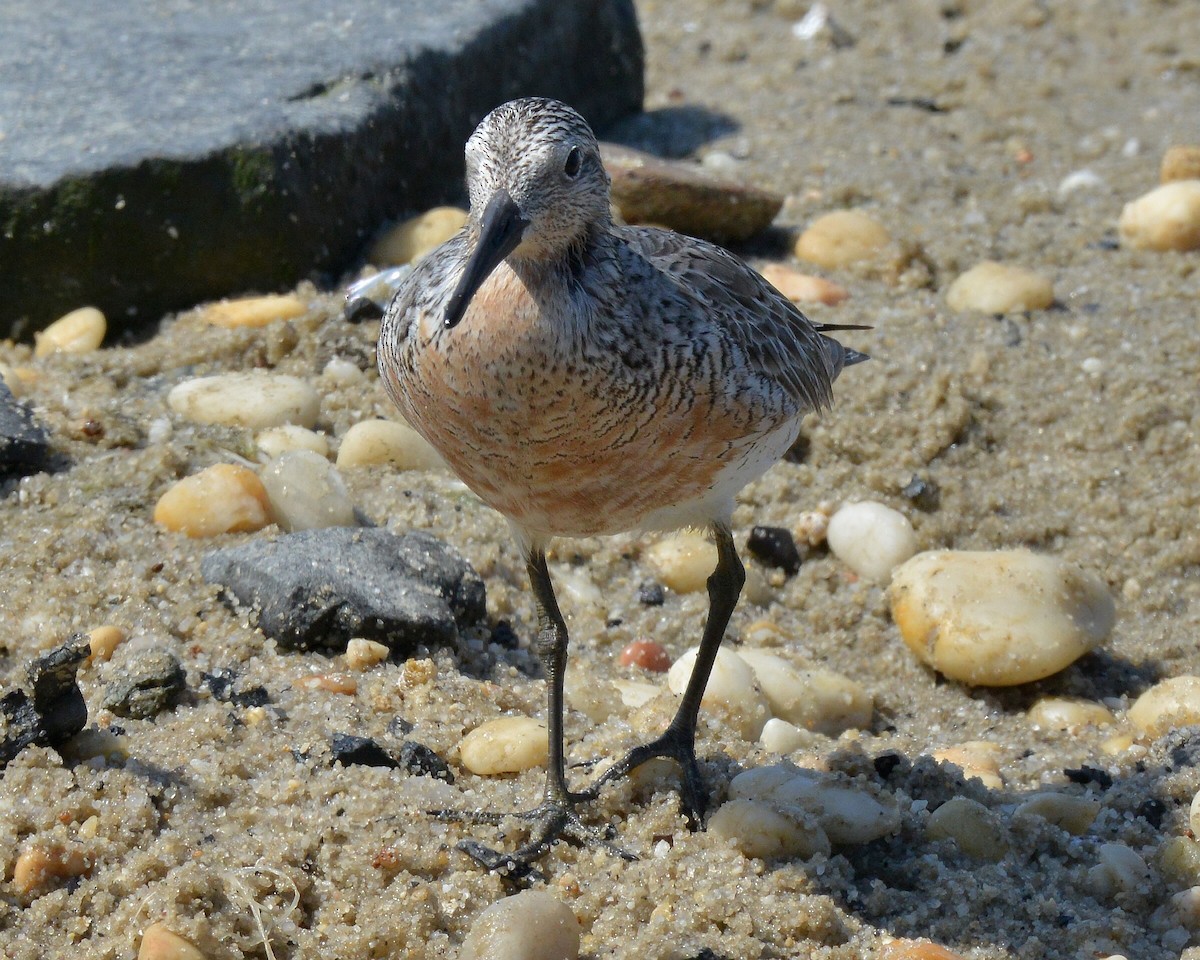 Red Knot - ML619413314
