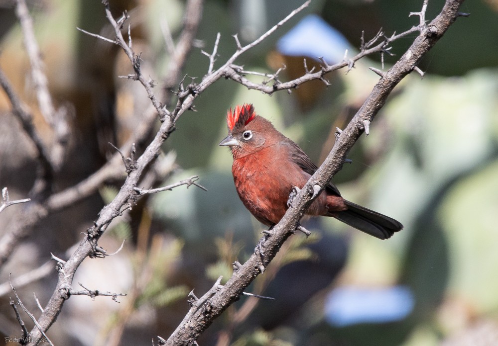 Red-crested Finch - ML619413340