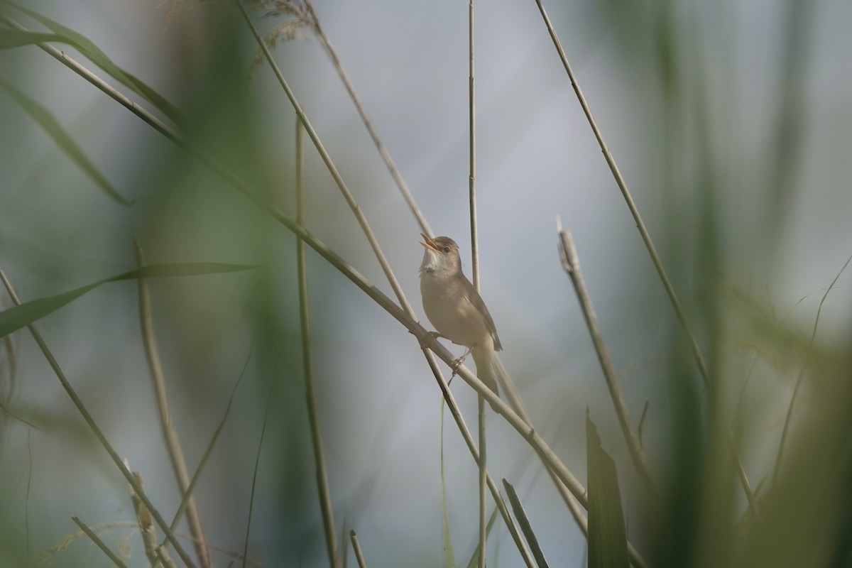 Common Reed Warbler - ML619413388