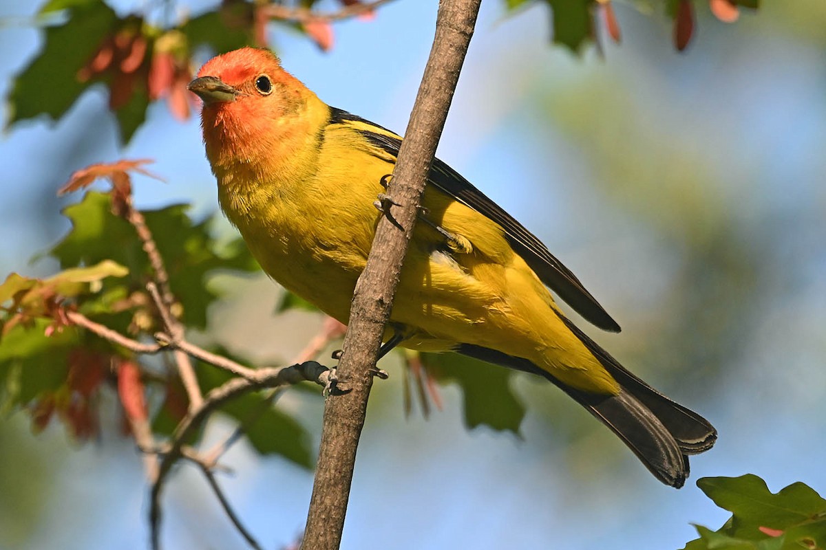 Western Tanager - ML619413408