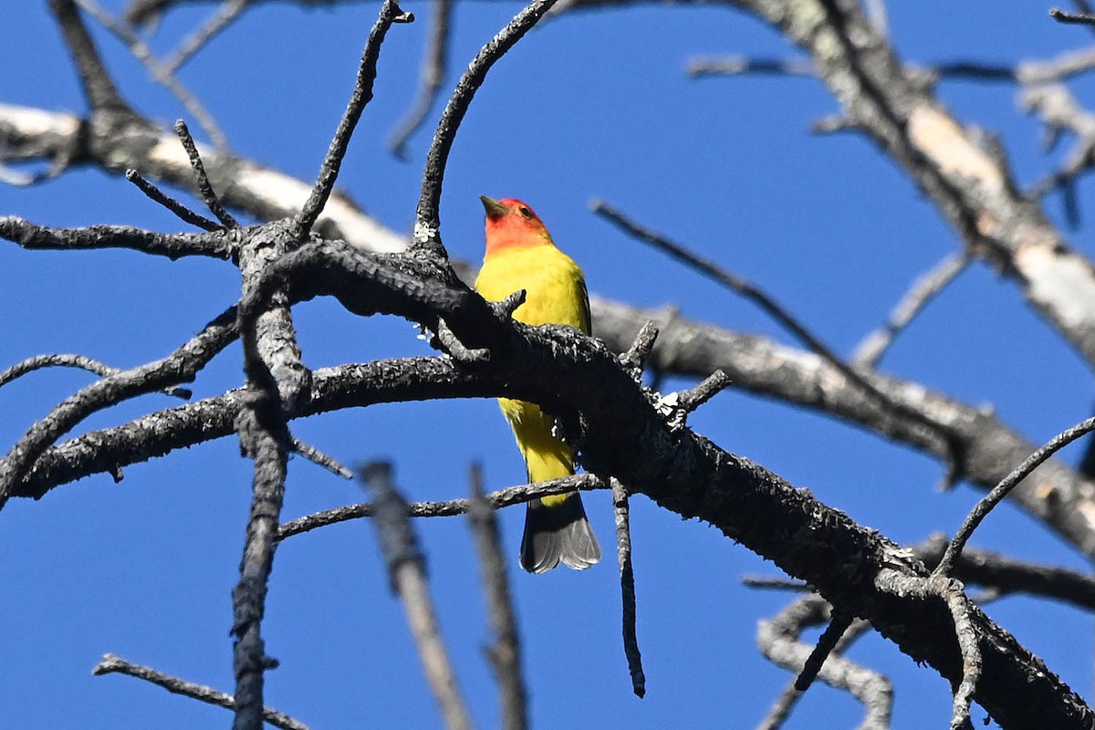 Western Tanager - ML619413409