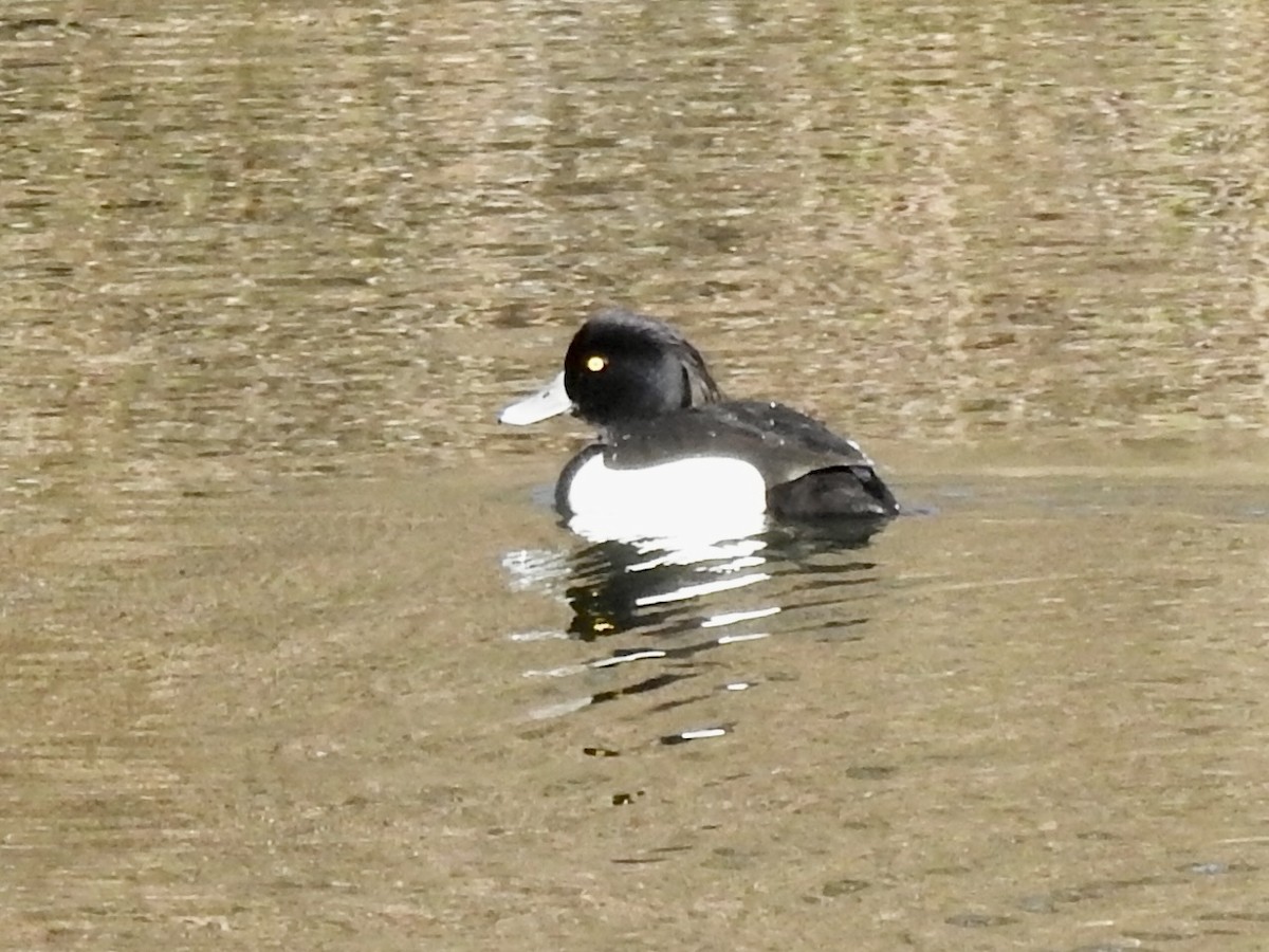 Tufted Duck - ML619413423