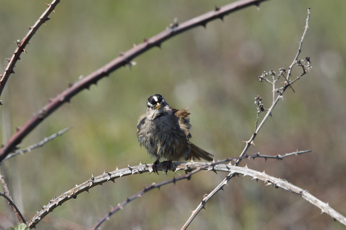 White-crowned Sparrow - ML619413431