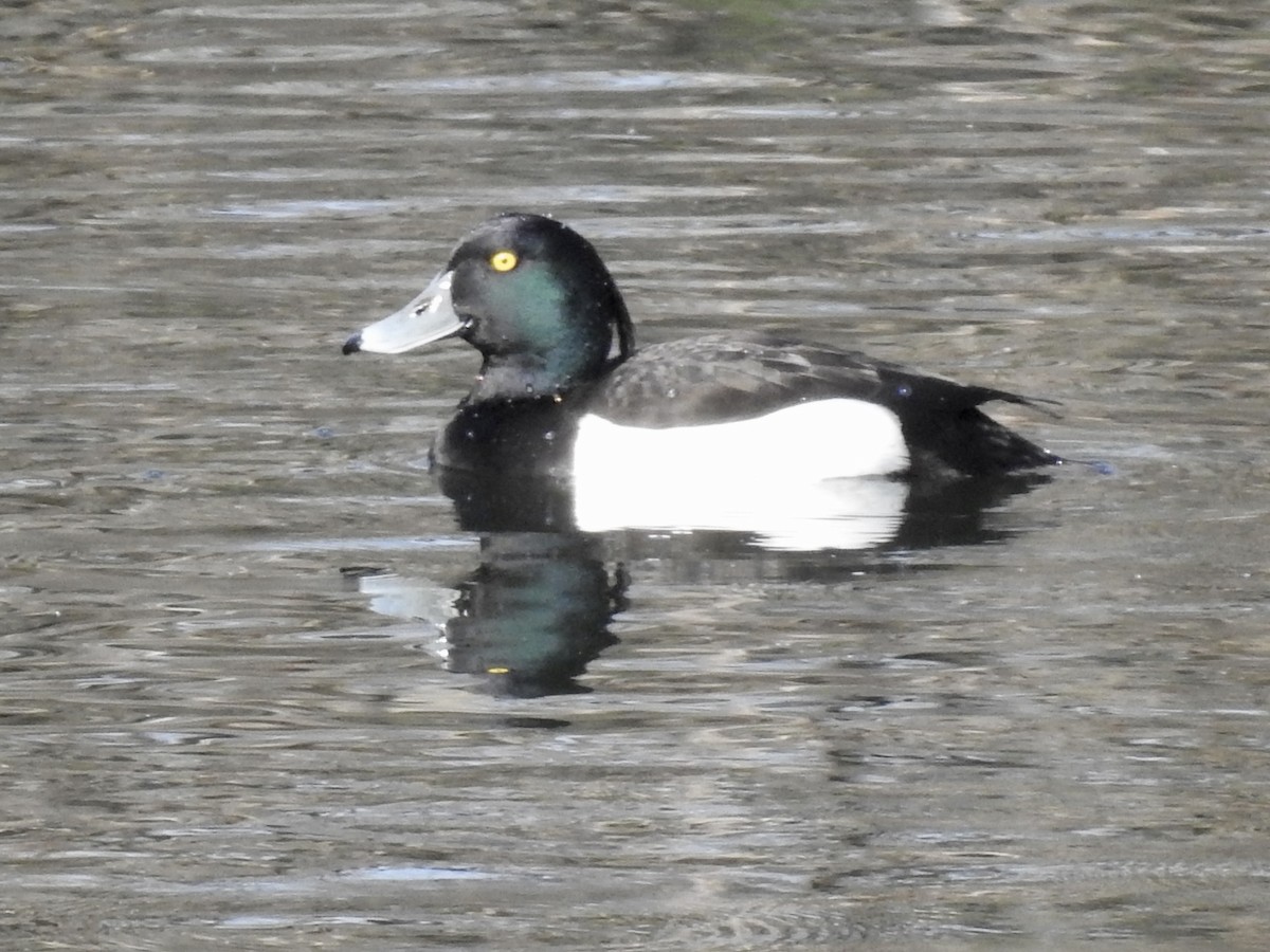 Tufted Duck - ML619413435