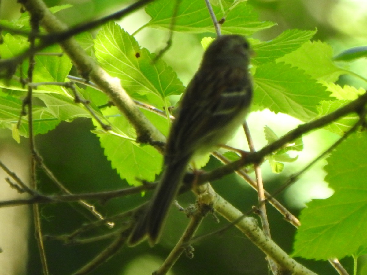 Field Sparrow - ML619413436