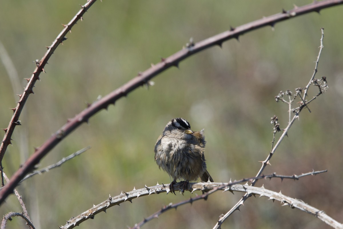 White-crowned Sparrow - ML619413439