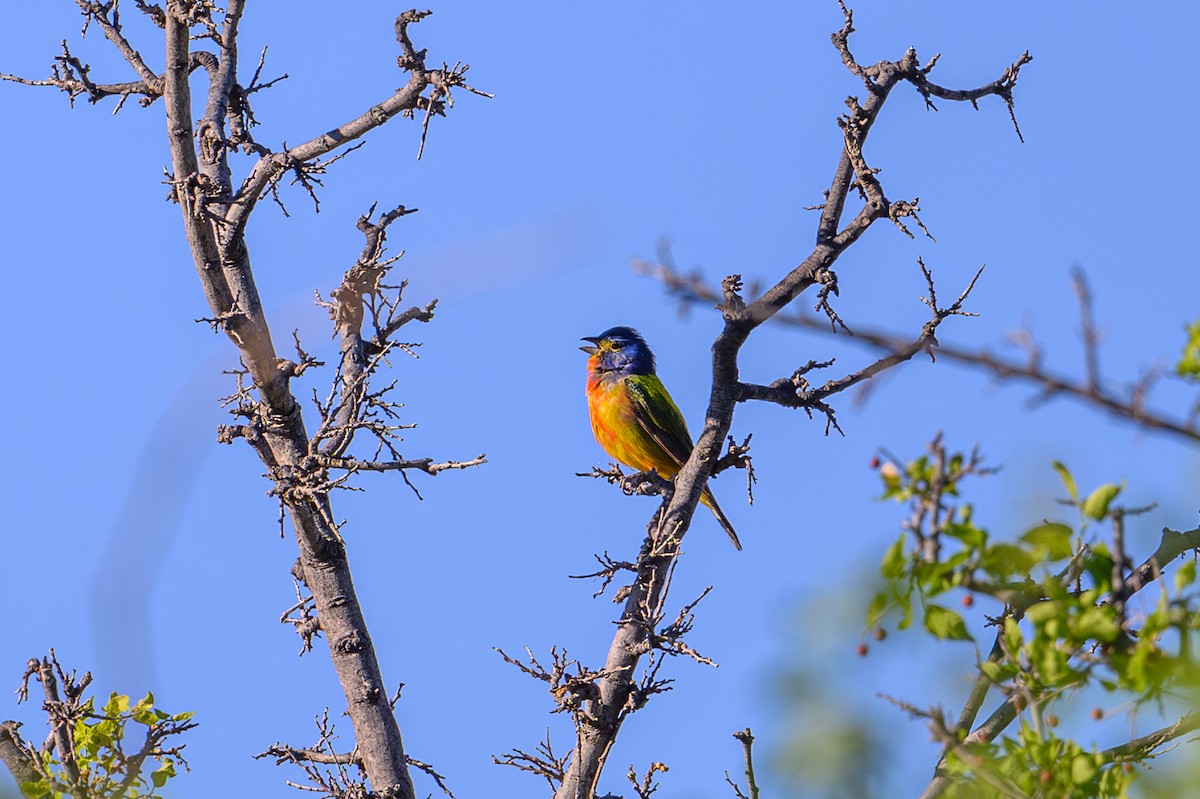Painted Bunting - ML619413441
