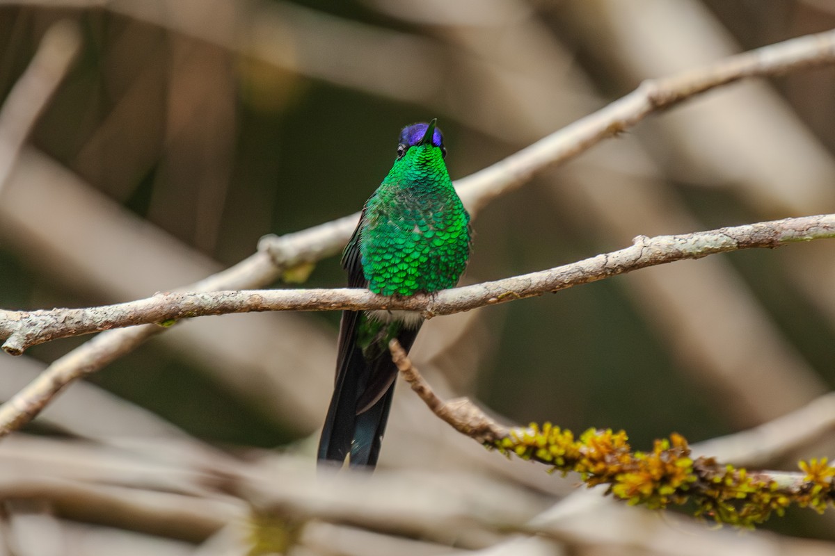 kolibřík fialovotemenný - ML619413537