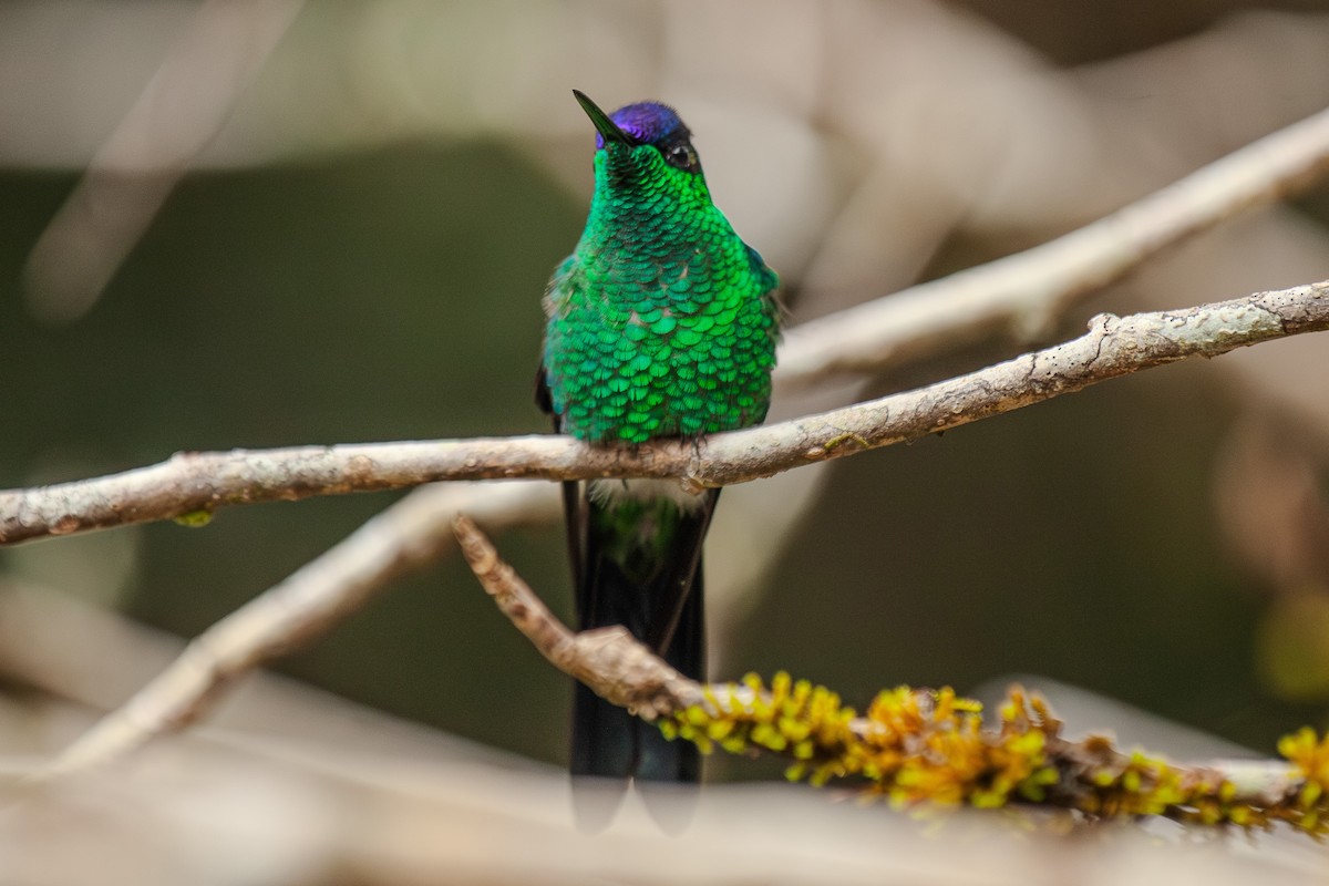 kolibřík fialovotemenný - ML619413539
