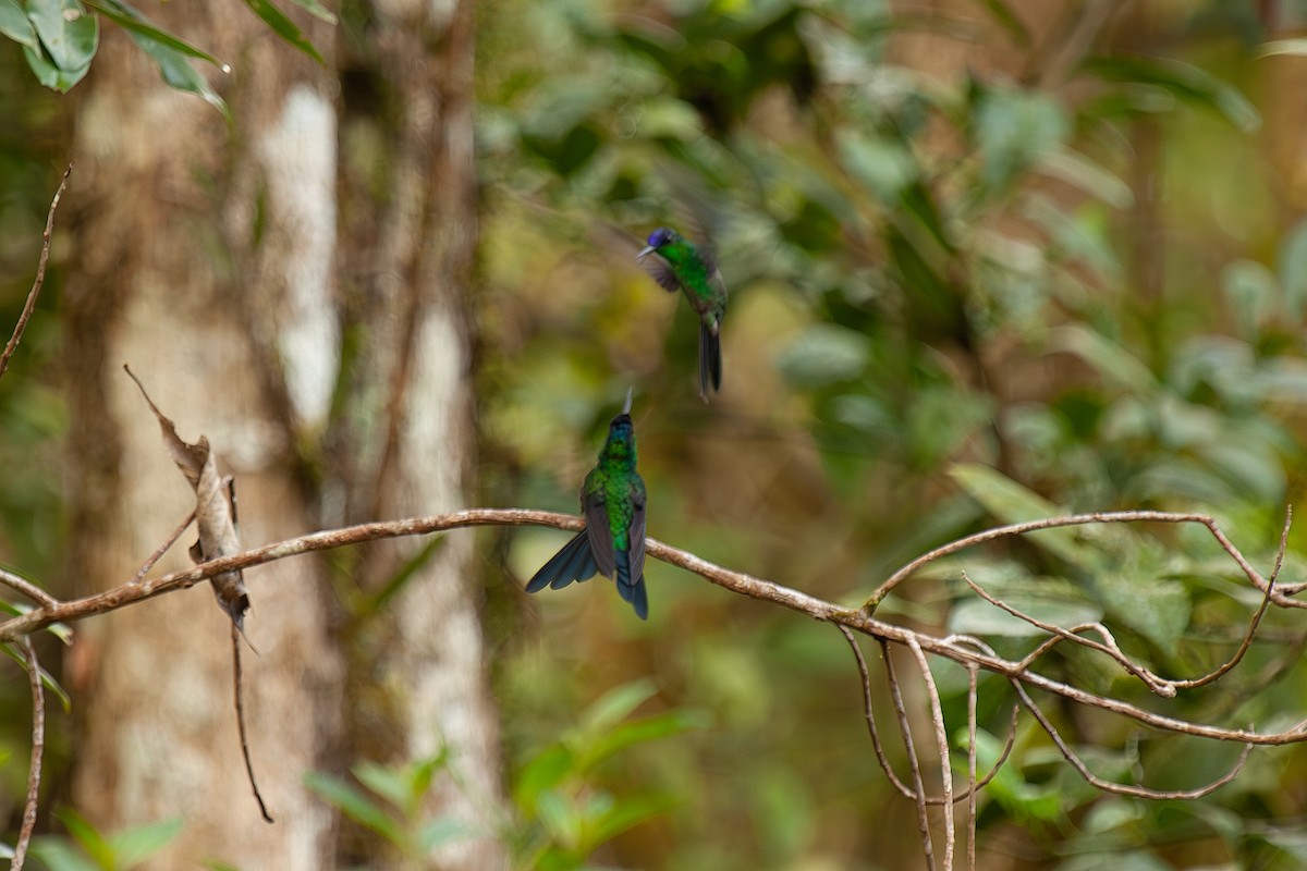 kolibřík fialovotemenný - ML619413541