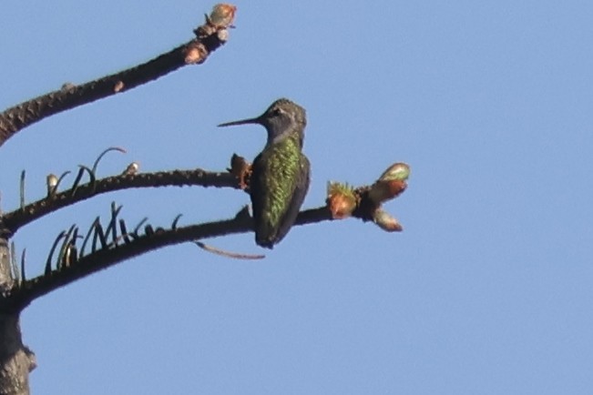 Anna's Hummingbird - ML619413567