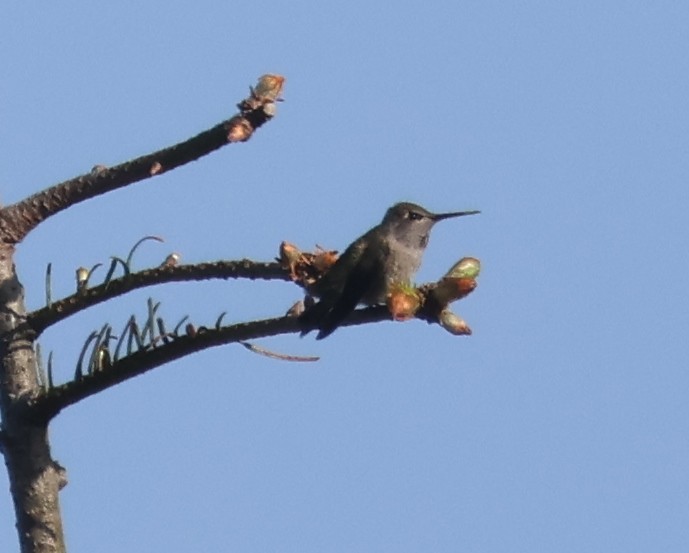 Anna's Hummingbird - ML619413568