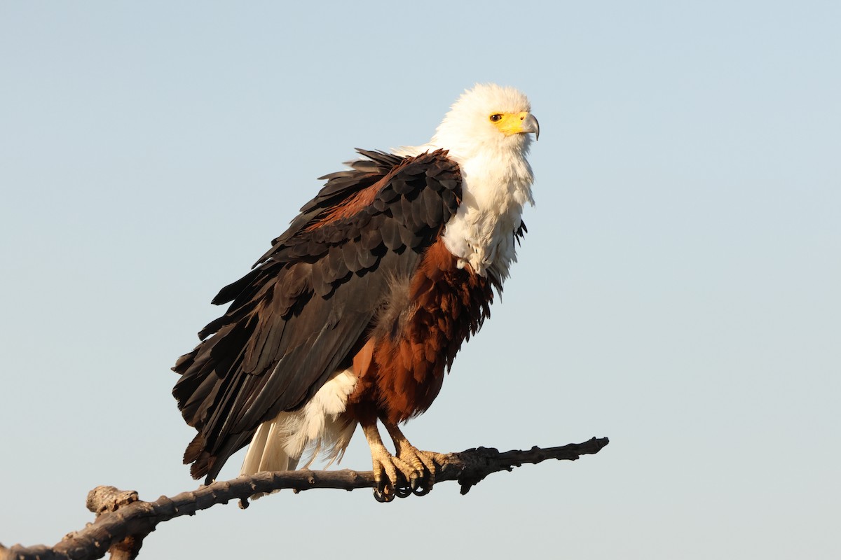 African Fish-Eagle - ML619413596