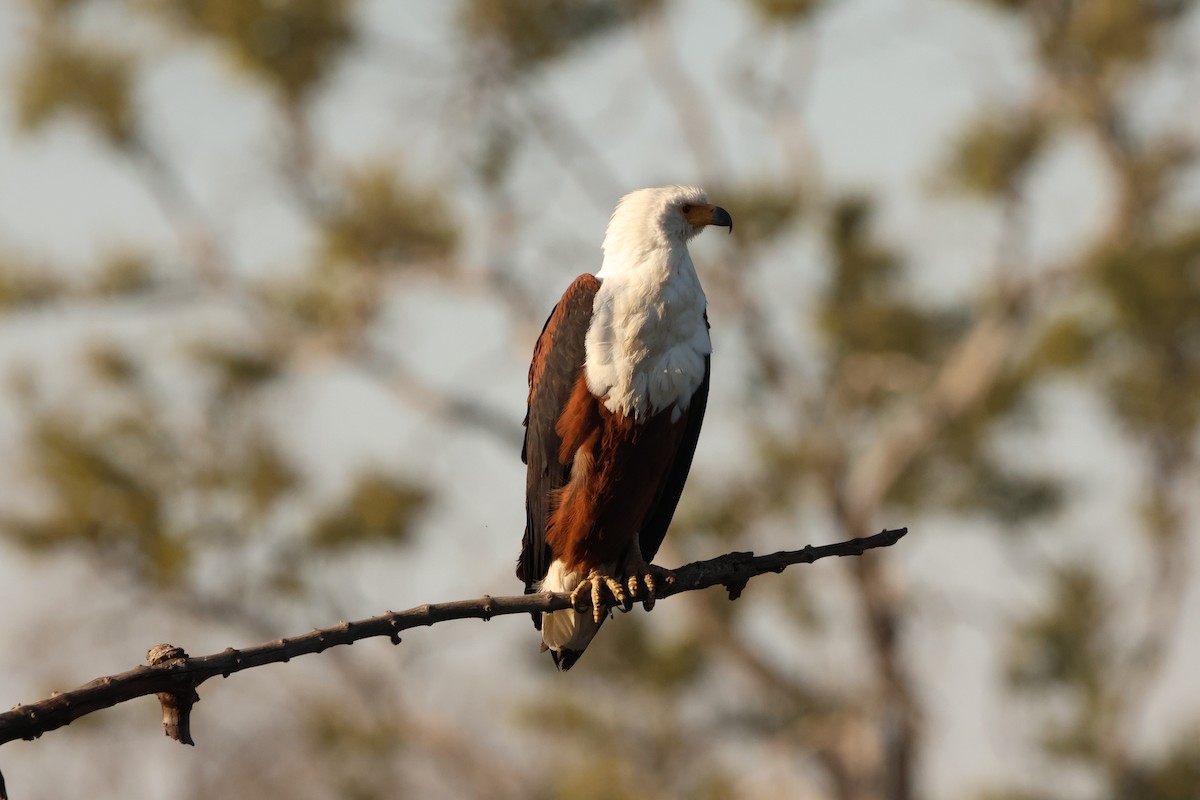 African Fish-Eagle - ML619413598