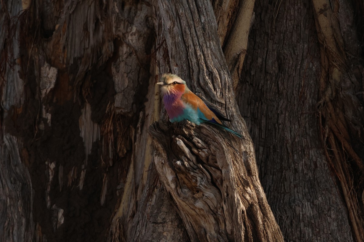 Lilac-breasted Roller - ML619413626