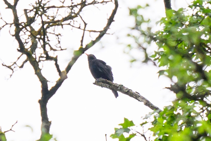 Eurasian Blackbird - ML619413641