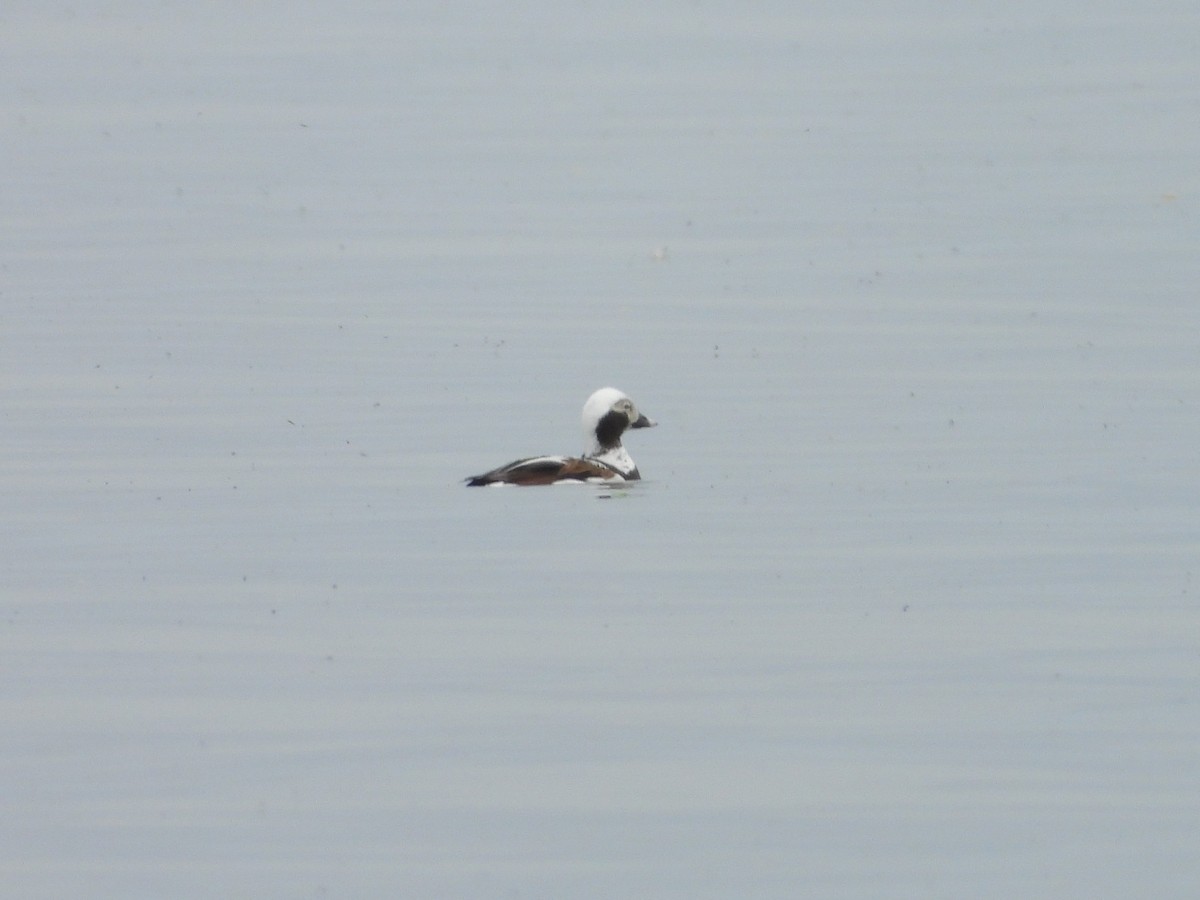 Long-tailed Duck - ML619413653