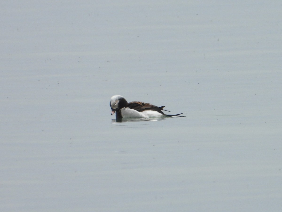 Long-tailed Duck - ML619413654