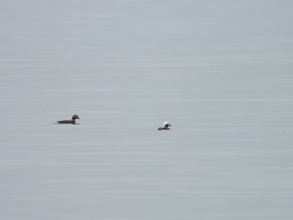 Long-tailed Duck - ML619413655