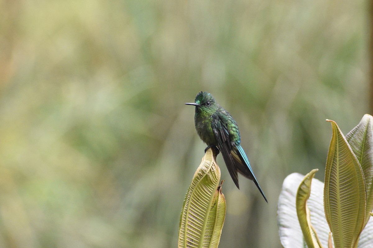 Long-tailed Sylph - ML619413665
