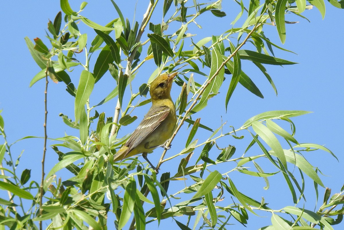 Western Tanager - ML619413677