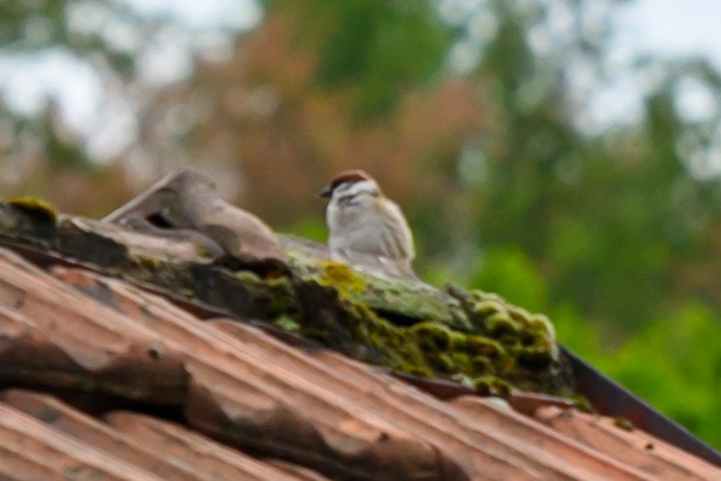 Eurasian Tree Sparrow - ML619413684