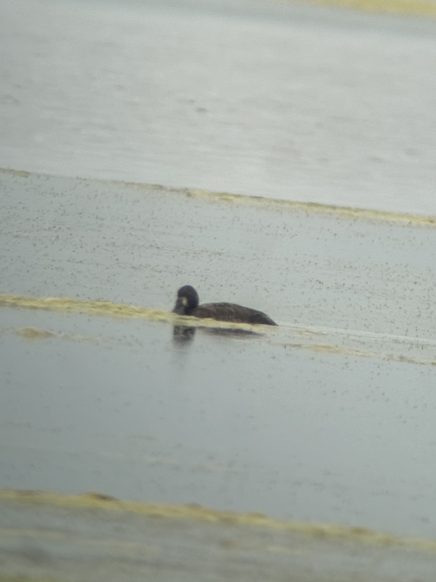 Greater Scaup - ML619413706
