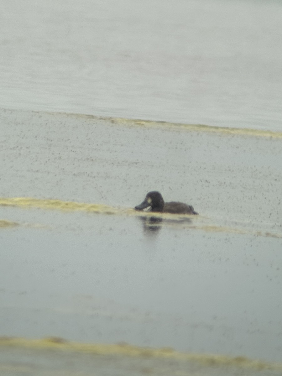Greater Scaup - ML619413707