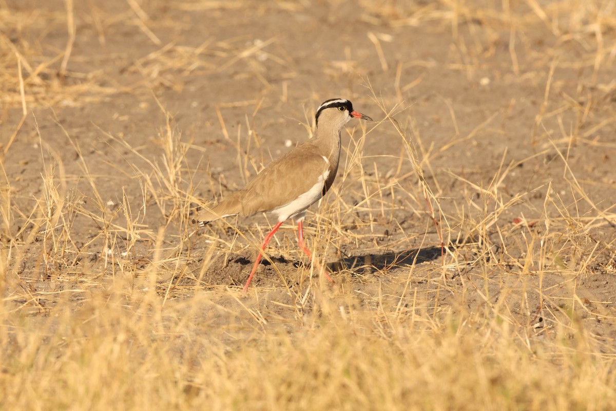 Crowned Lapwing - ML619413711