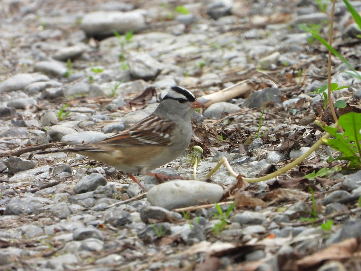 White-crowned Sparrow - ML619413734