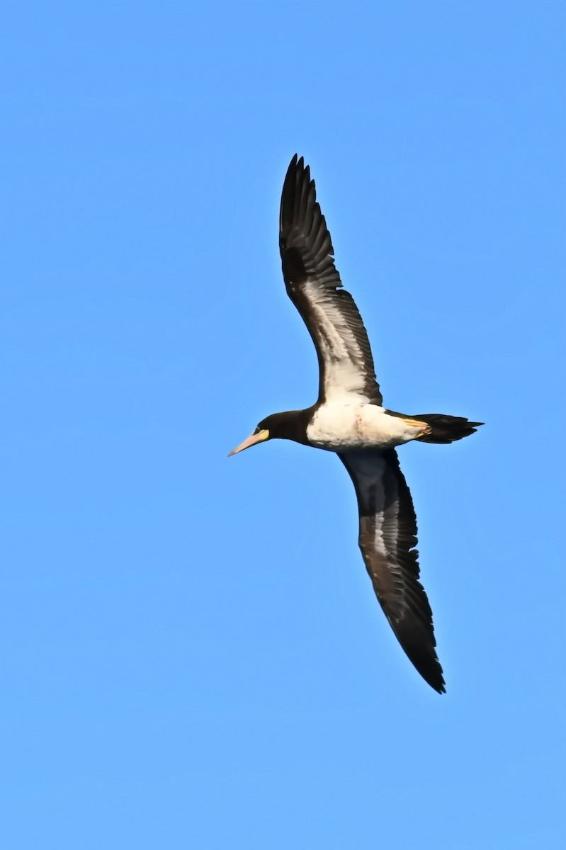 Brown Booby - ML619413735