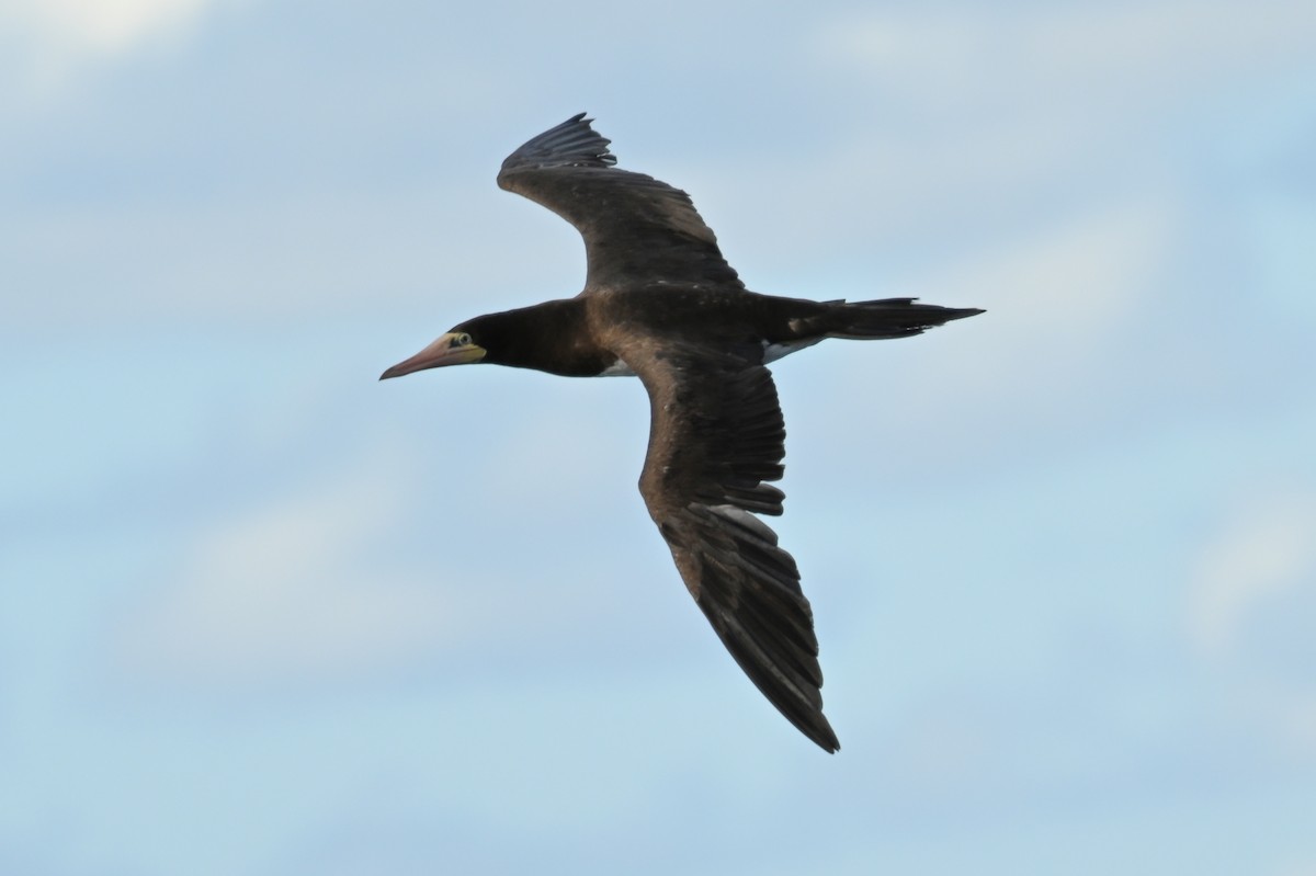 Brown Booby - ML619413736
