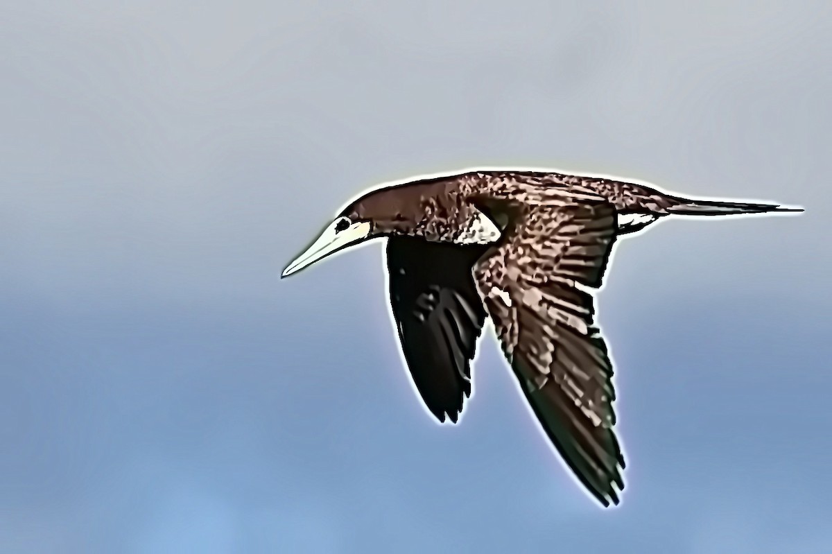 Brown Booby - ML619413737