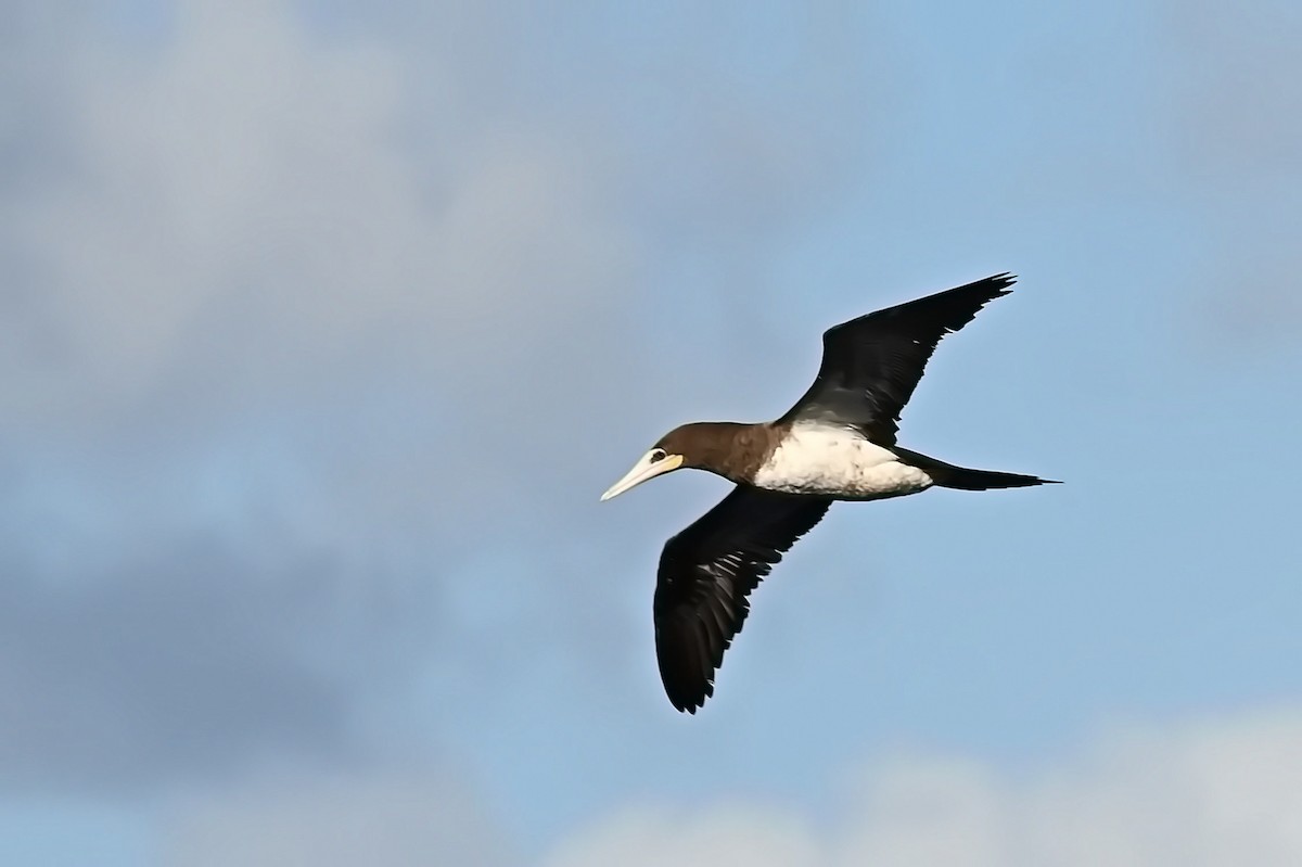 Brown Booby - ML619413738