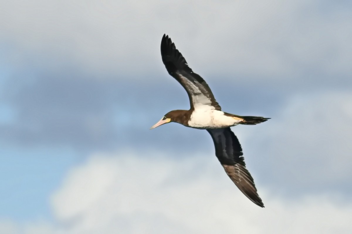 Brown Booby - ML619413739