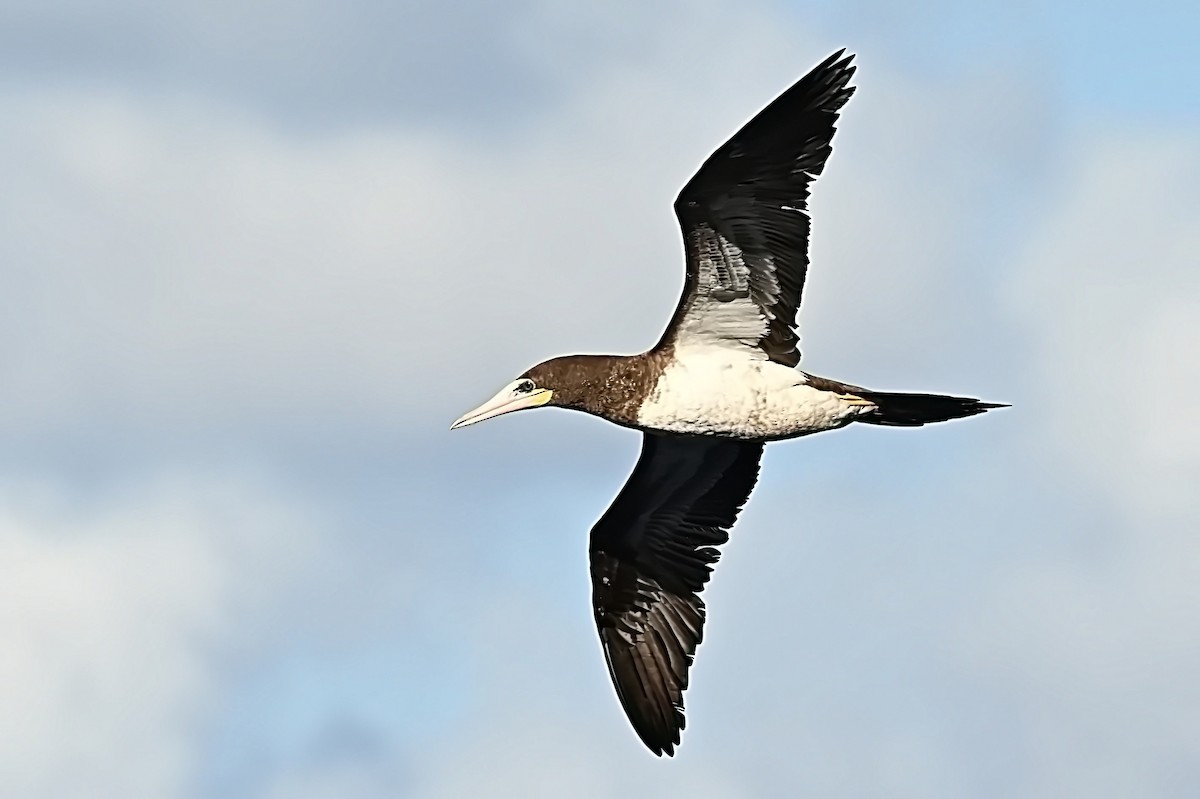 Brown Booby - ML619413741