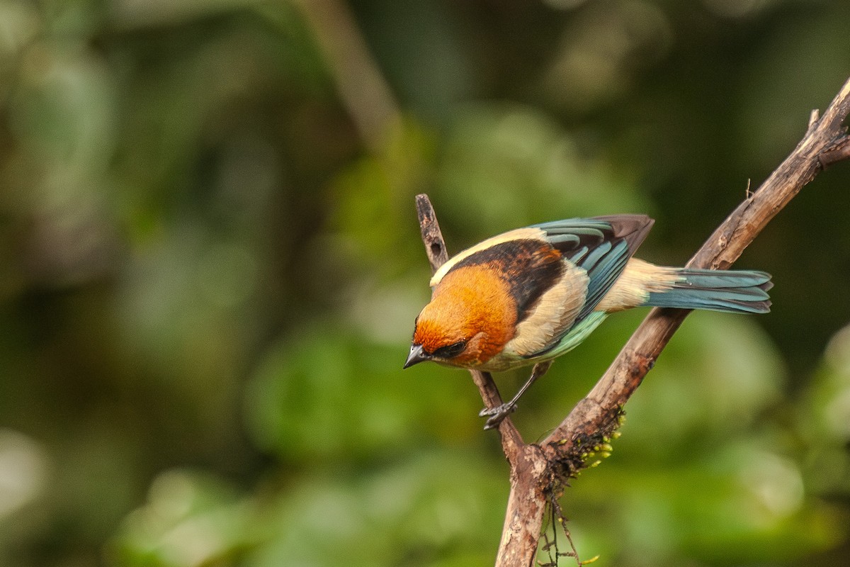 Black-backed Tanager - ML619413746