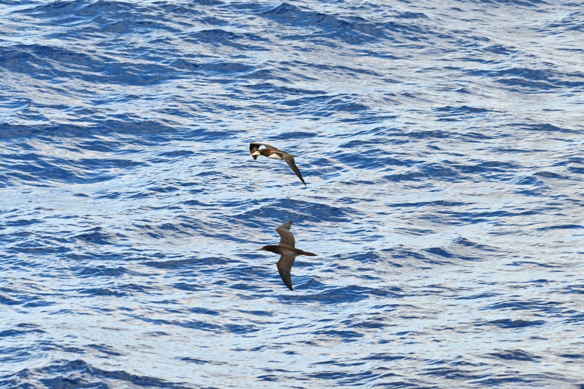 Brown Booby - ML619413750
