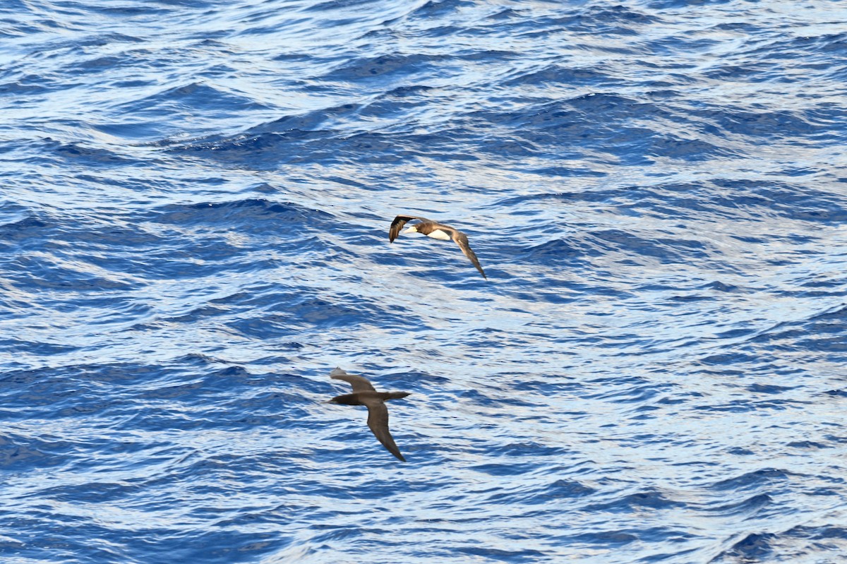 Brown Booby - ML619413751