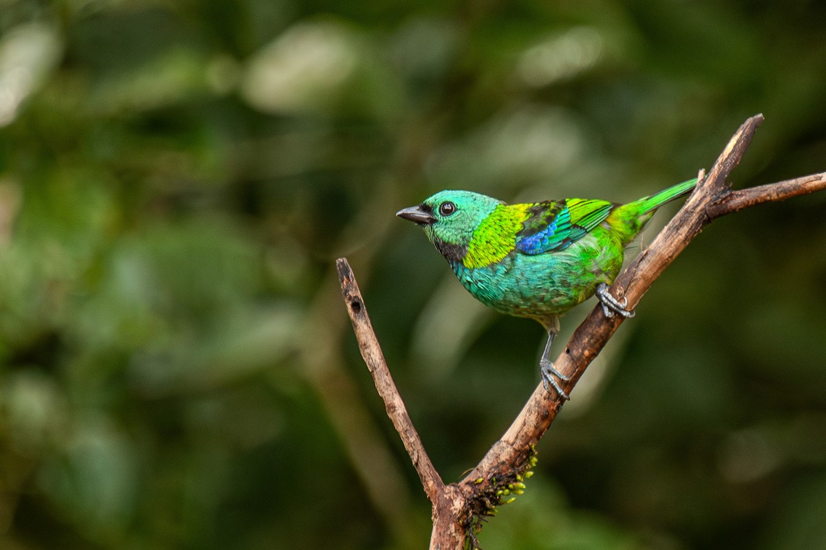 Green-headed Tanager - ML619413762