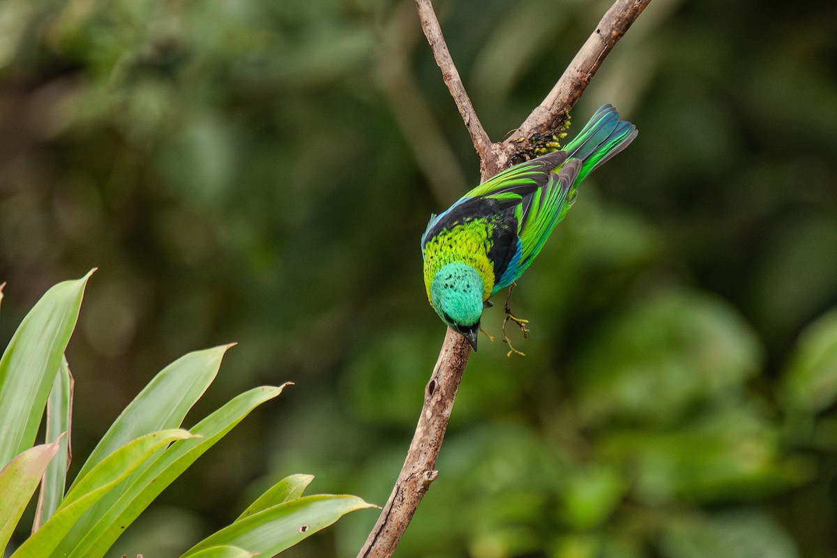 Green-headed Tanager - ML619413763