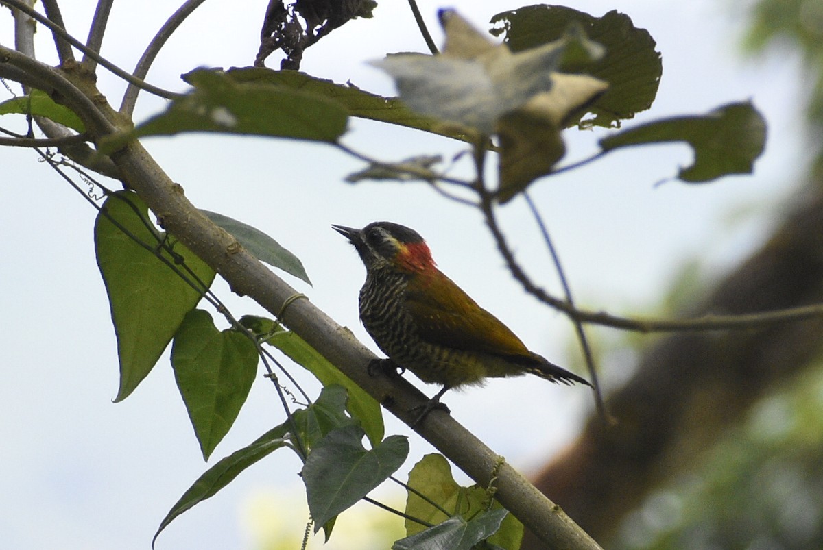 Yellow-vented Woodpecker - ML619413777
